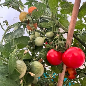 Chibikko Micro Dwarf Tomato Seeds, 30CM/12&quot; Tall (solanum lyc.) Compact Planter & Patio tomato from Japan