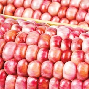 Rosa Popcorn Samen (Zea Mays)