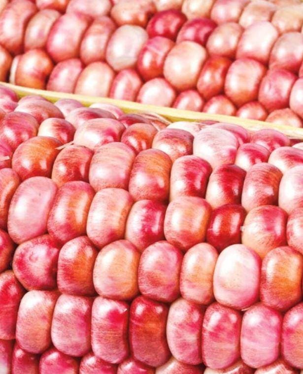 Hopi blue corn - Etsy 日本