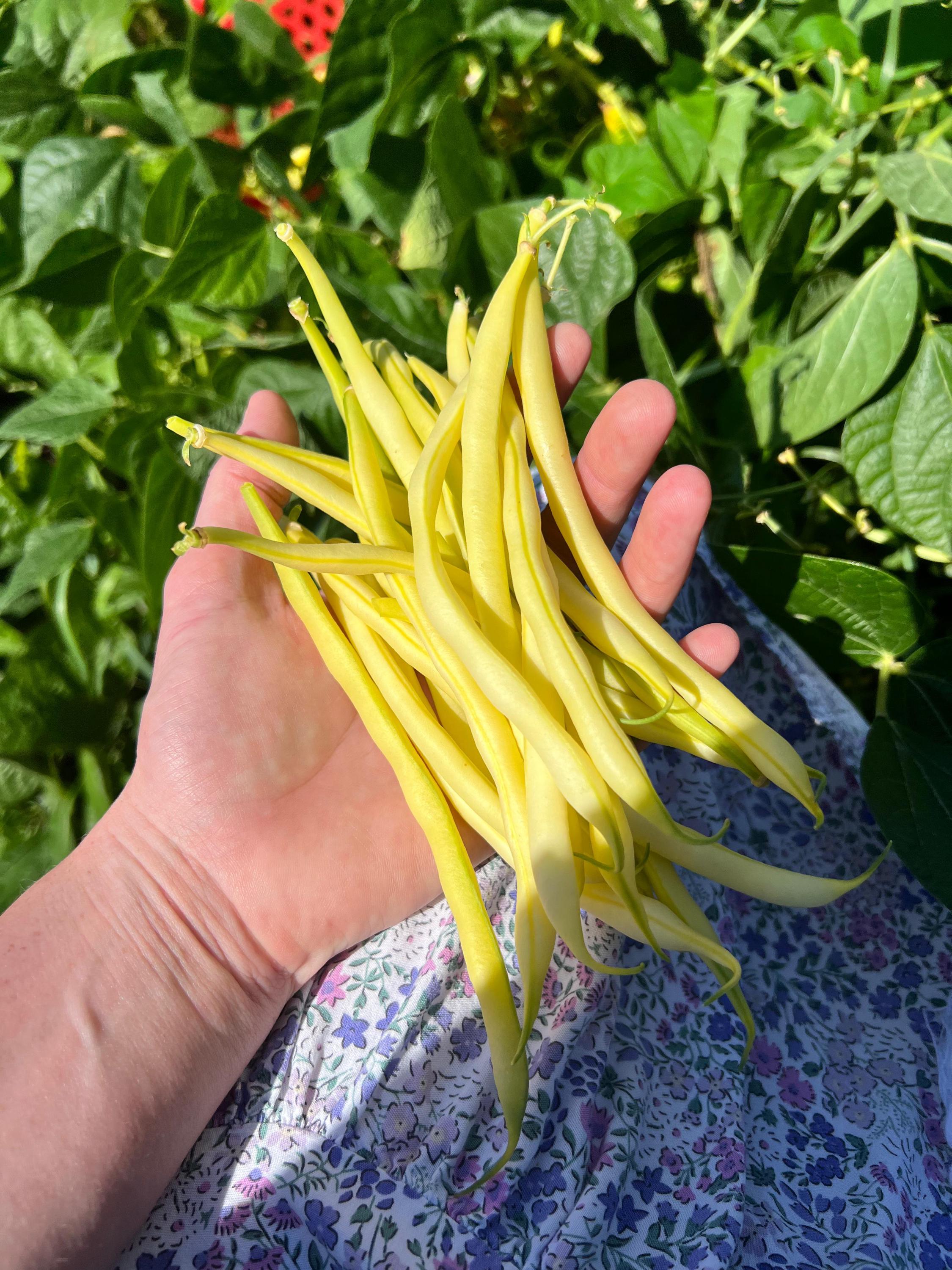 Phaseolus vulgaris (Fagiolino) Faraday BIO