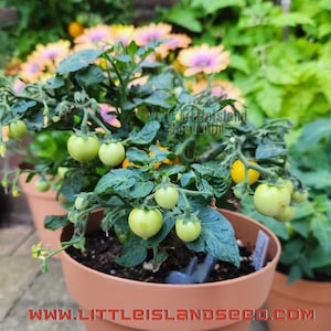 Micro Gemma Micro Dwarf Tomato, 15CM/6&quot; Tall (solanum lyc.)