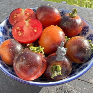 Tartufo Micro Dwarf Tomato Seeds, 25–30cm/10–12&quot; Tall (solanum lycopersicum) Compact Patio Tomato