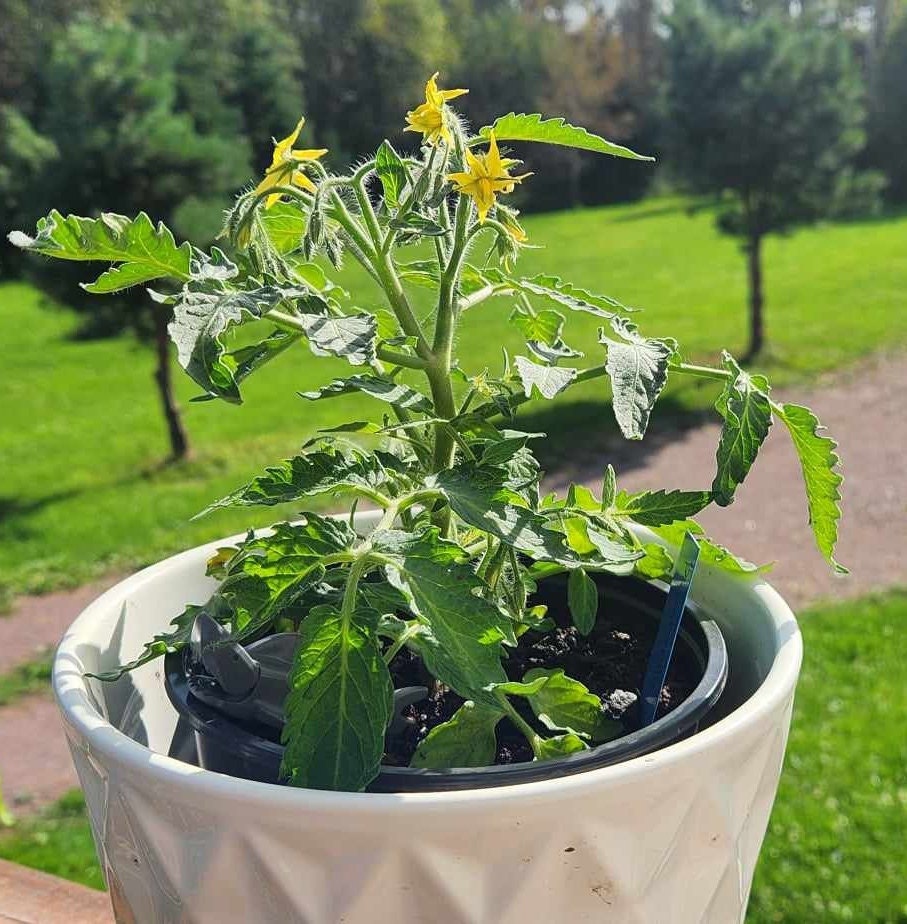 タカショー(Takasho) プランター レイズドベッド ハーブプラ