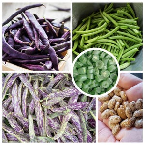 Bean Starter Pack Seeds, Bush & Pole Mix (phaseolus vulgaris) Easy to Grow, Beginner Friendly, 4 Varieties!