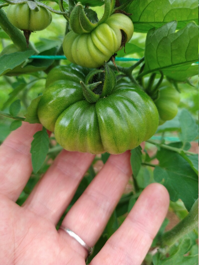 Costoluto Genovese Tomato Seeds (solanum Lycopersicum) Italian Sauce ...