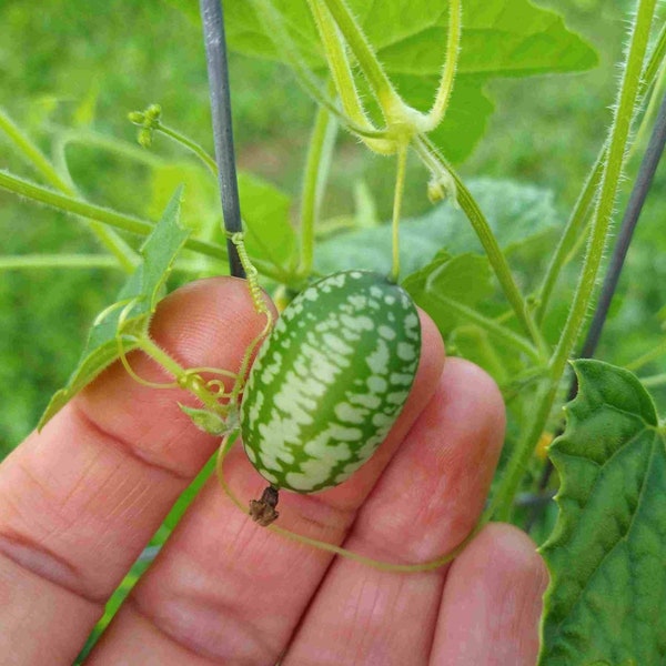 Graines de cucamelon - cornichon aigre-doux du Mexique, melon souris (melothria scabra) - 10/20 graines. LIVRAISON GRATUITE !