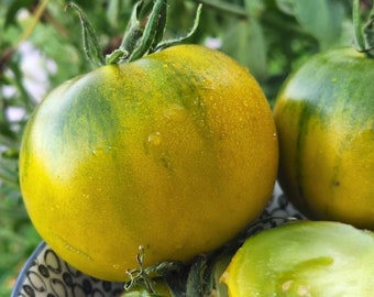 Bayou Moon Dwarf Tomato - Excellent Green Salad Tomato, Amazing Flavour (solanum lycopersicum) 5/10/20 seeds. Flat rate shipping!