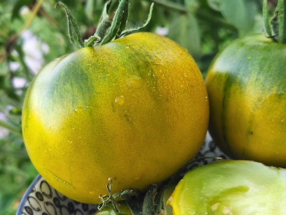 Bayou Moon Dwarf Tomato Excellent Green Salad Tomato, Amazing Flavour  solanum Lycopersicum 5/10/20 Seeds. Flat Rate Shipping -  Canada