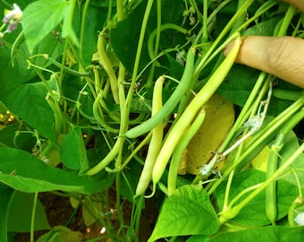 Fagiolo Nano Sunray (mangiatutto) - Semi Per Orto - Sementi Dotto - Foto 8