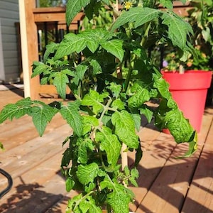Lille Lise Micro Dwarf Tomato Seeds, 20CM/8&quot; Tall (solanum lycopersicum)