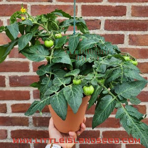 Tiny Tiger Micro Dwarf Tomato Seeds, 15-25CM/6-10&quot; Tall (solanum lyc.)
