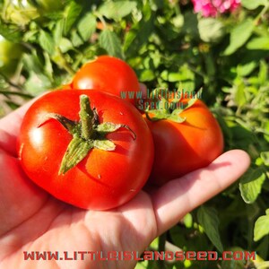 Mongolian Dwarf Micro Dwarf Tomato Seeds, 15-25CM/6-10&quot; Tall (solanum lyc.)
