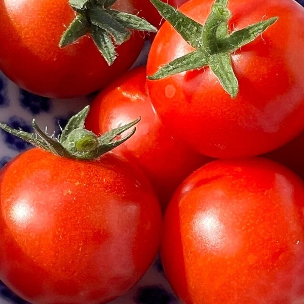 Pinocchio Red Micro Dwarf Tomato Seeds (solanum lyc.) 8-10" tall, Heirloom Red Cherry Patio & Pot Tomato, 5/10/20 seeds, Flat rate shipping!