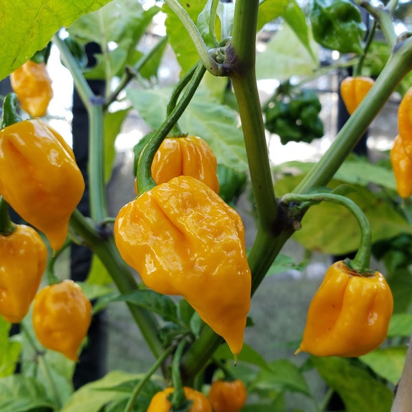 Carolina Reaper Paprikasamen (Capsicum chinense) Orangenschnitter; Scoville 1.5million+ Extrem Scharfer Pfeffer! 10/20 Samen. Versandkostenpauschale!