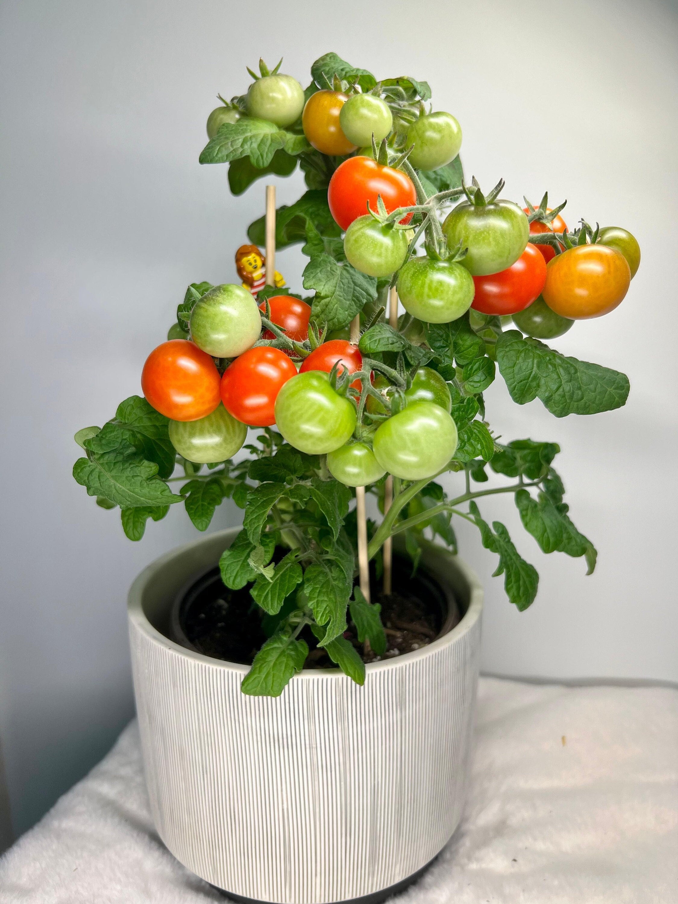 ブッシュトマトの種(コンパクト・ドワーフトマト) ドワーフトマトを育てるよ④収穫｜マンマミーア・レジナ｜永田農法に