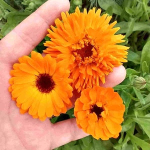 Ball&#39;s Orange Calendula Seeds (Calendula officinalis) Deep Orange Blooms, Edible