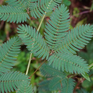 Nasiona roślin wrażliwych (mimosa pudica) Touch-Me-Not, bylina