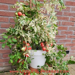 Peut inclure: Un plant de tomates en pot avec des tomates rouges qui poussent dessus. La plante est dans un pot blanc et pousse contre un mur de briques. La plante a des feuilles panachées, certaines feuilles étant vertes et d'autres blanches.