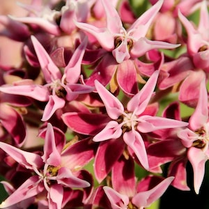 Showy Milkweed Seeds (asclepias speciosa) Perennial,Native W-North American Species, Monarch Butterfly host