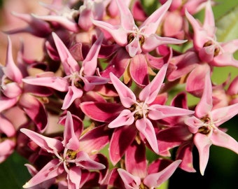 Showy Milkweed Seeds (asclepias speciosa) Perennial,Native W-North American Species, Monarch Butterfly host 20/40 seeds. Flat rate shipping!