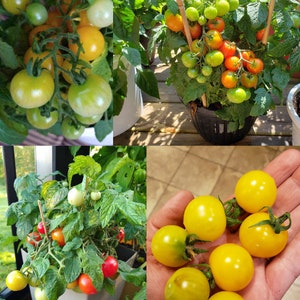 Peut inclure: Gros plan d'une main tenant une grappe de tomates cerises jaunes brillantes. Les tomates sont mûres et ont une finition brillante.