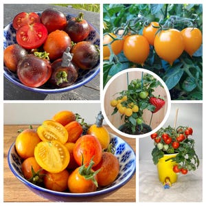 Peut inclure: Assortiment de tomates colorées, y compris des variétés rouges, jaunes, oranges et bleues. Certaines tomates sont entières, tandis que d'autres sont coupées en deux. Les tomates sont disposées dans des bols et sur des plantes.