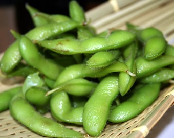 Tohya Edamame Soybean Seeds (glycine max) Heirloom, Non-GMO - 5/10/20/40 Seeds. Flat rate shipping!