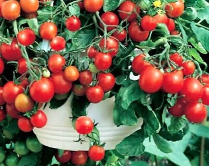 Maskotka Trailing Dwarf Tomato Seeds solanum Lycopersicum Trailing