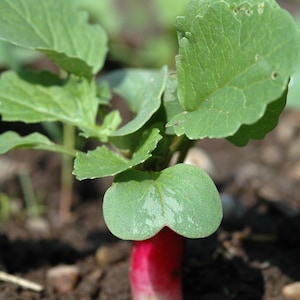 Triton Radish, Crisp Edible Pods & Roots (raphanus sativus)