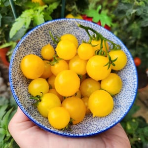 Birdie Jaune Micro Dwarf Tomato Seeds, 30CM/12&quot; Tall (solanum lyc.)