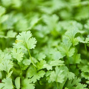 Cilantro / Coriander Seeds (coriandrum)