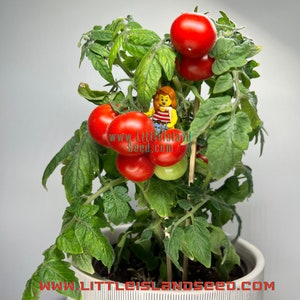 Florida Petite Micro Dwarf Tomato Seeds, 15-20CM/6-8&quot; Tall (solanum lycopersicum)