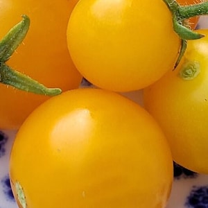 Monetka Micro Dwarf Tomato Seeds, 25–40cm/10–16&quot; Tall (solanum lycopersicum) Compact Variety for Pots, Patio & Balconies