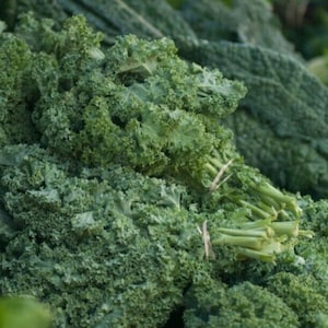 Sweet and Hardy Kale Seeds, 45–60CM/18–24&quot; Tall (brassica oleracea)