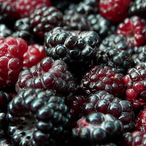 Black Raspberry Seeds (Rubus occidentalis) Blackcap Raspberry Thimbleberry Seeds