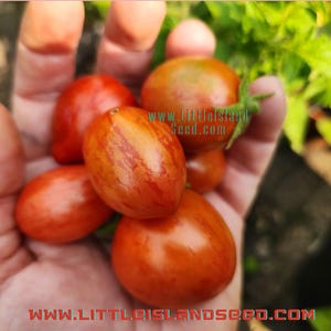 Tigret Red Micro Dwarf Tomato Seeds, 30CM/12&quot; Tall (solanum lyc.)