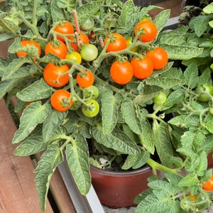 Op de afbeelding: Een tomatenplant in een bruine pot met zowel rijpe oranje als onrijpe groene tomaten. De plant heeft groene bladeren en staat in een bruine pot. De tomaten variëren in grootte.
