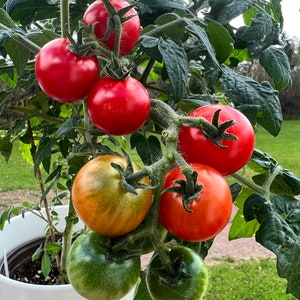 Pode incluir: Uma planta de tomate com tomates vermelhos, verdes e laranja crescendo em um vaso branco. A planta está em um jardim com grama verde.