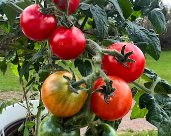 Tomate Snegirjok Micro Enano (solanum lycopersicum) 5/10/20 semillas. Perfecto para interiores, ventanas, macetas y patio. 12" de alto. ¡Envío con tarifa plana!