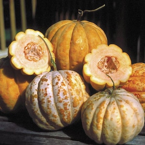 Könnte beinhalten: Eine Sammlung von Kürbissen und Zierkürbissen in verschiedenen Formen und Größen. Einige sind ganz, andere aufgeschnitten, wodurch die Samen sichtbar werden. Die Kürbisse reichen von blassweiß mit orangefarbenen Flecken bis zu einem satten, tiefen Orange.