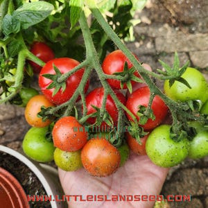 Maja Micro Dwarf Tomato Seeds, 45CM/18&quot; Tall (solanum lyc.)