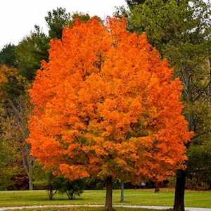 Sugar Maple Tree Seeds (acer saccharum) Rock/Hard Maple Seeds from Atlantic Canada, The Maple Syrup tree!