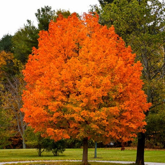 Miss Maples Seeds Acer Saccharinum - Silver Maple Rp Seeds Acer ...