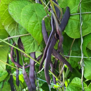 Purple Podded Pole Bean Seeds (phaseolus vulgaris) Vining Snap Bean, 65–75 Days to Harvest