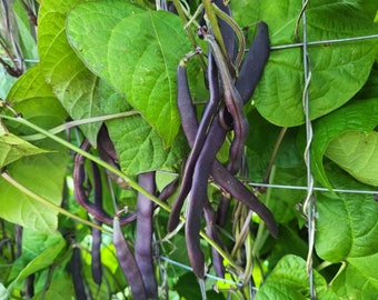 Purple Podded Pole Bean (phaseolus vulgaris) Organic  – 5/10/20/40 Seeds. Heirloom, non-GMO, Organic. Flat rate shipping!