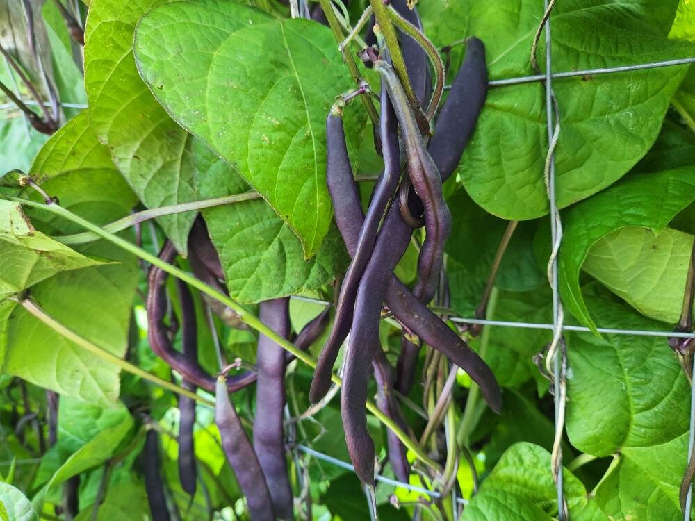 紫色の鞘付きインゲン豆の種子（phaseolus vulgaris）つる性スナップ