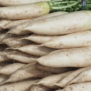Daikon Radish Seeds, 15–60cm/6–24&quot; Long Roots (raphanus sativus)