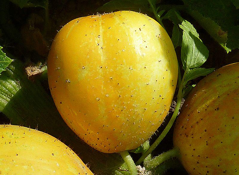 Attività antinfiammatoria del Cucumis Sativus L (cetriolo
