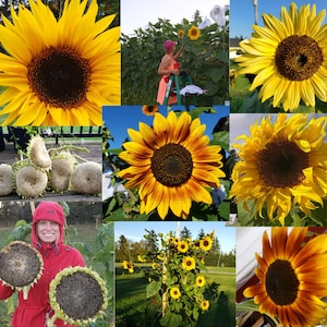 Sunflower Mix! Titan/Mongolian/Tarahumara/Autumn Beauty/Mammoth + more. No-gmo