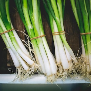 Eiffel Scallion Green Onion Seeds (allium fistulosum)